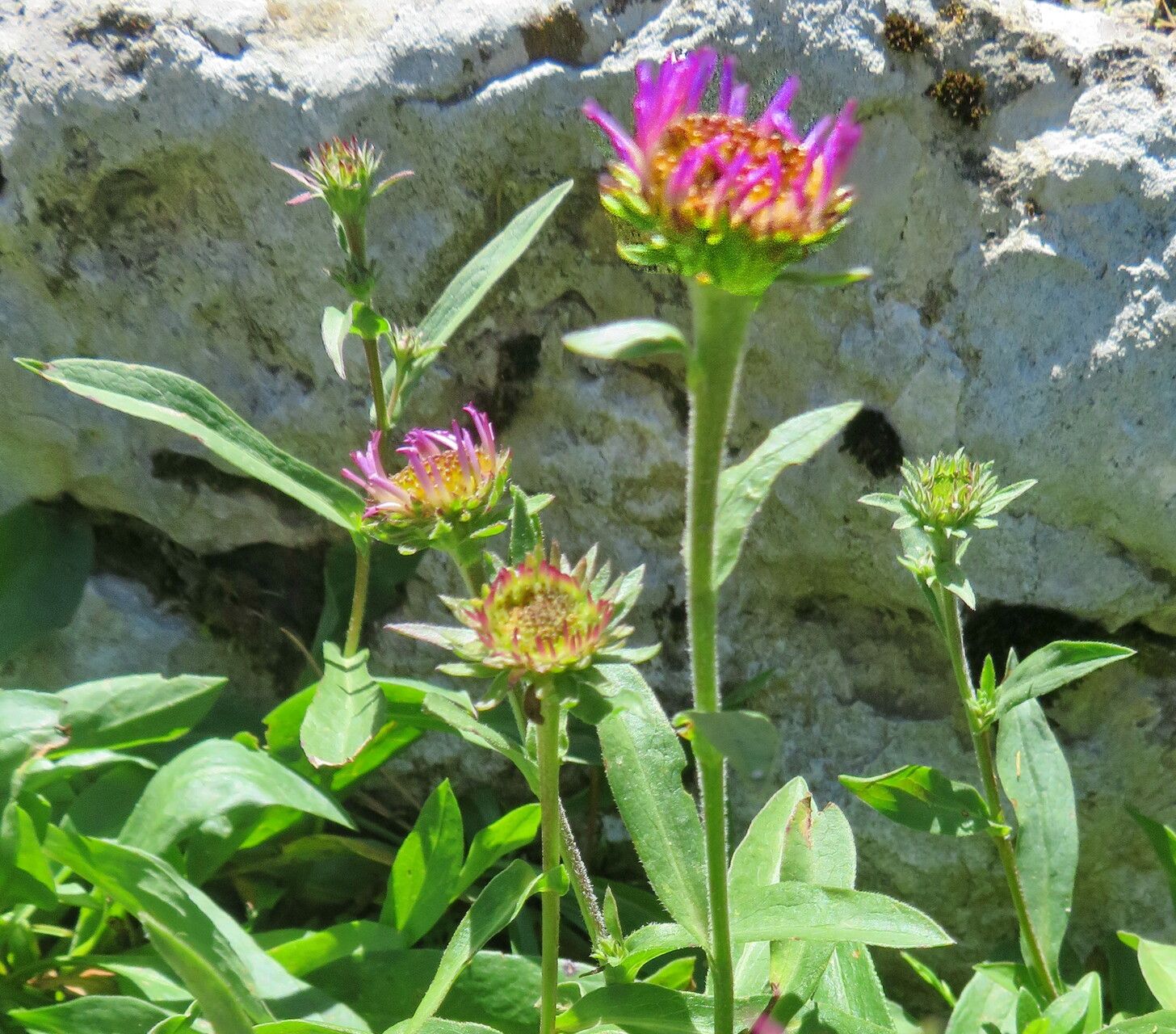 Symphyotrichum spathulatum — search result for 'Symphyotrichum'