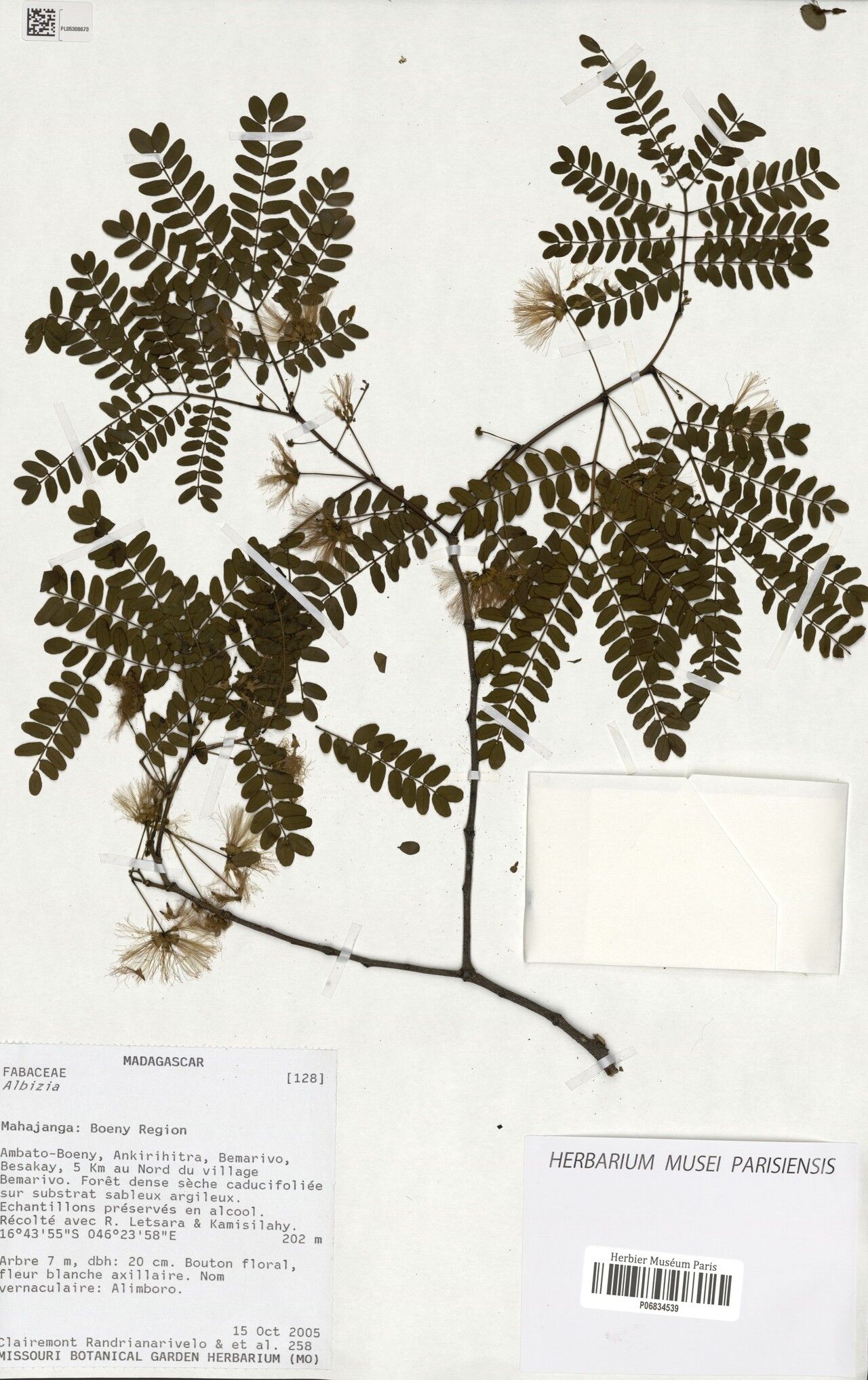 Albizia verrucosa — houseplant care guide