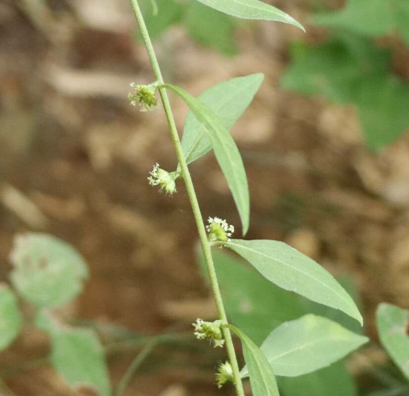 Aster verticillatus flower