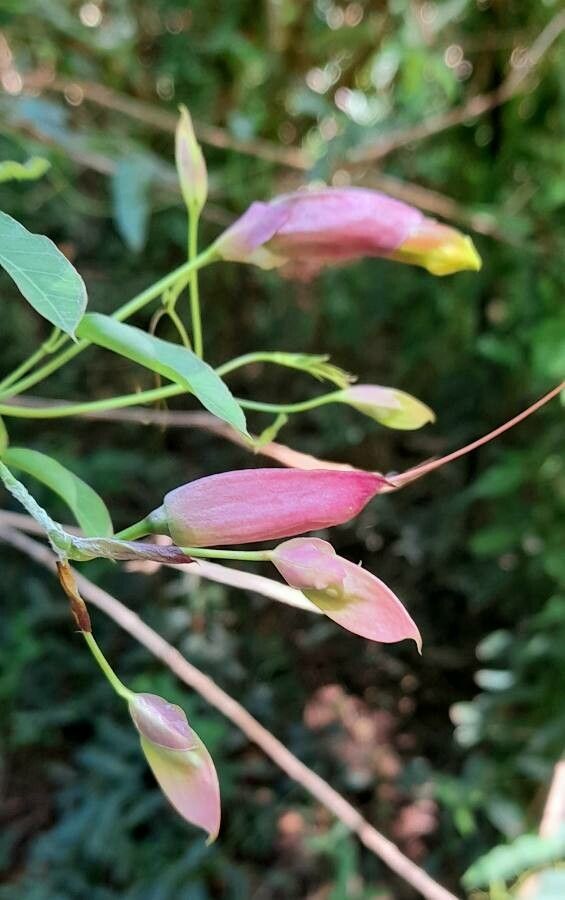 Dolichandra cynanchoides flower