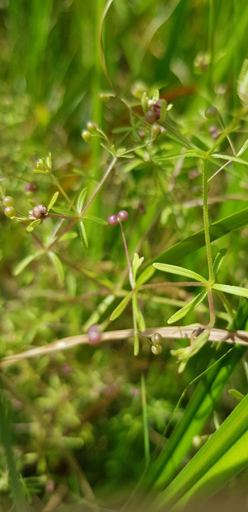 Galium trifidum fruit
