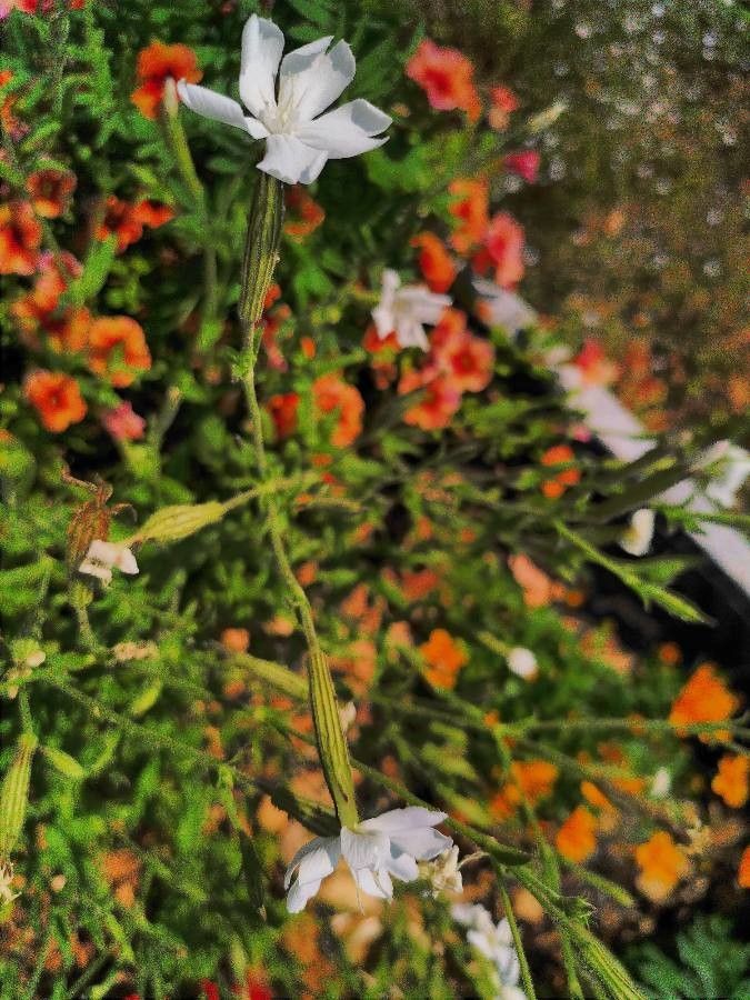 Silene undulata flower