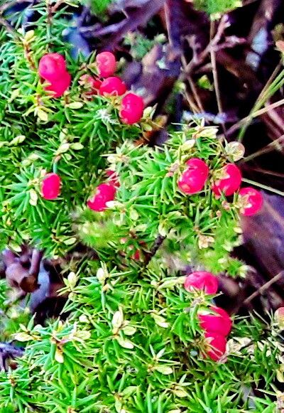 Leptecophylla parvifolia — related species from the same genus