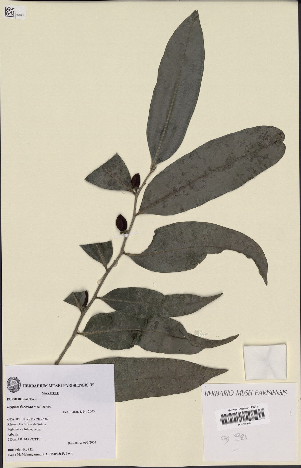 Drypetes darcyana — houseplant care guide