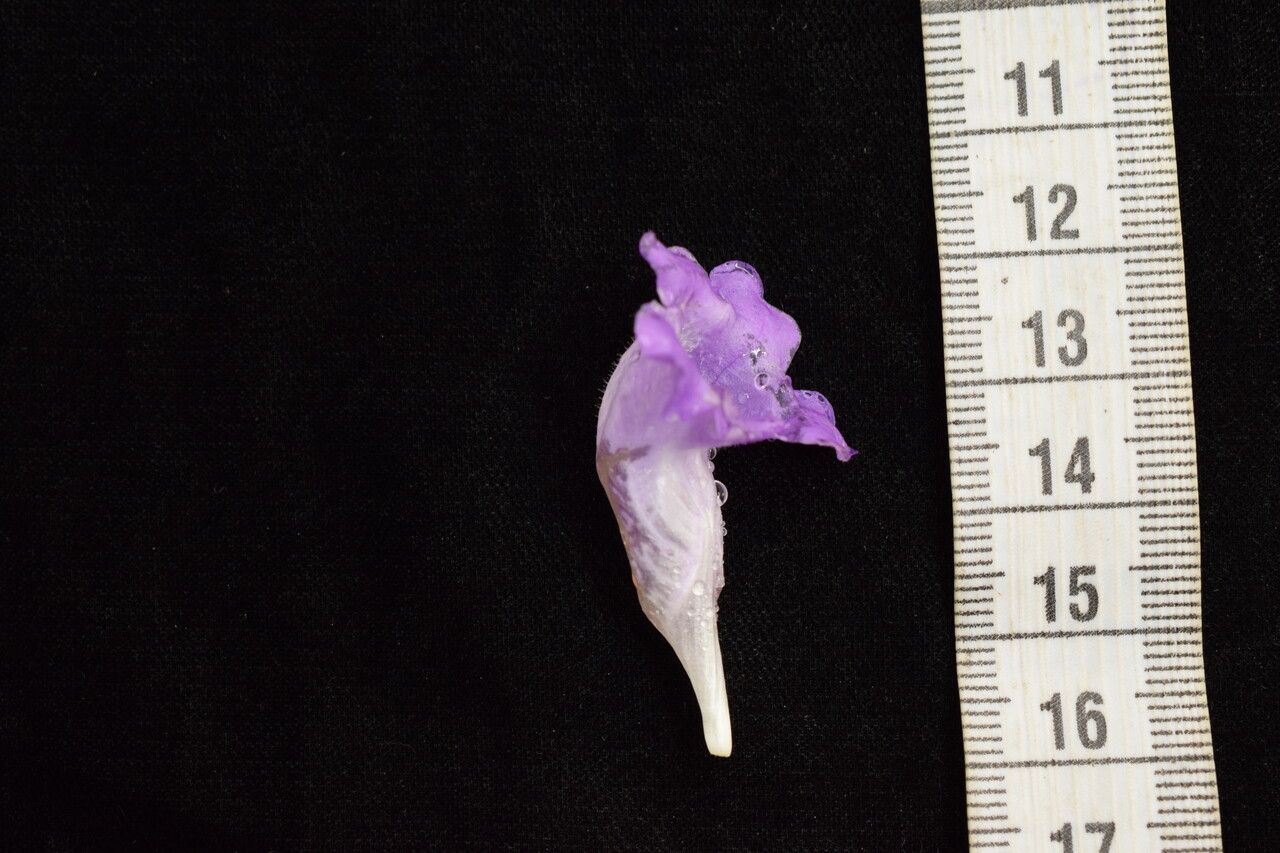 Strobilanthes lachenensis other