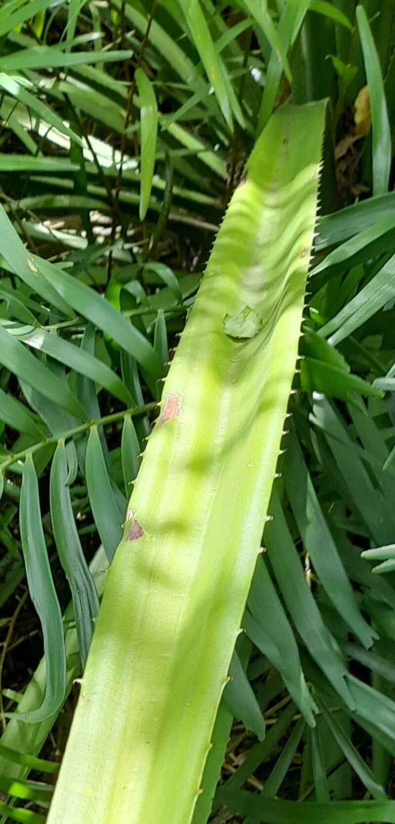 Furcraea tuberosa — search result for 'Furcraea'