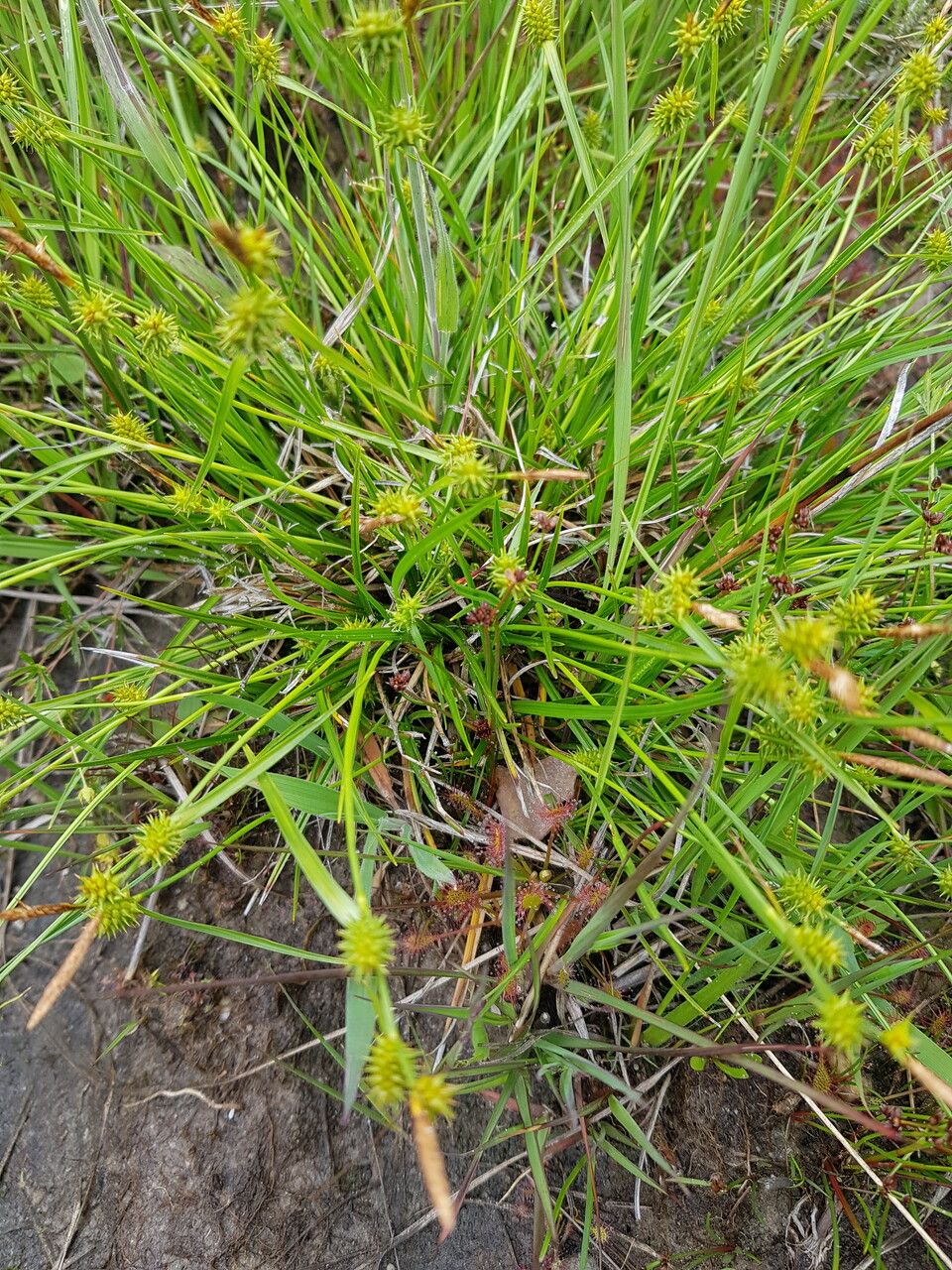 Carex demissa flower