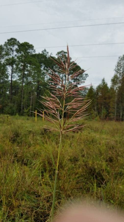Saccharum alopecuroides flower
