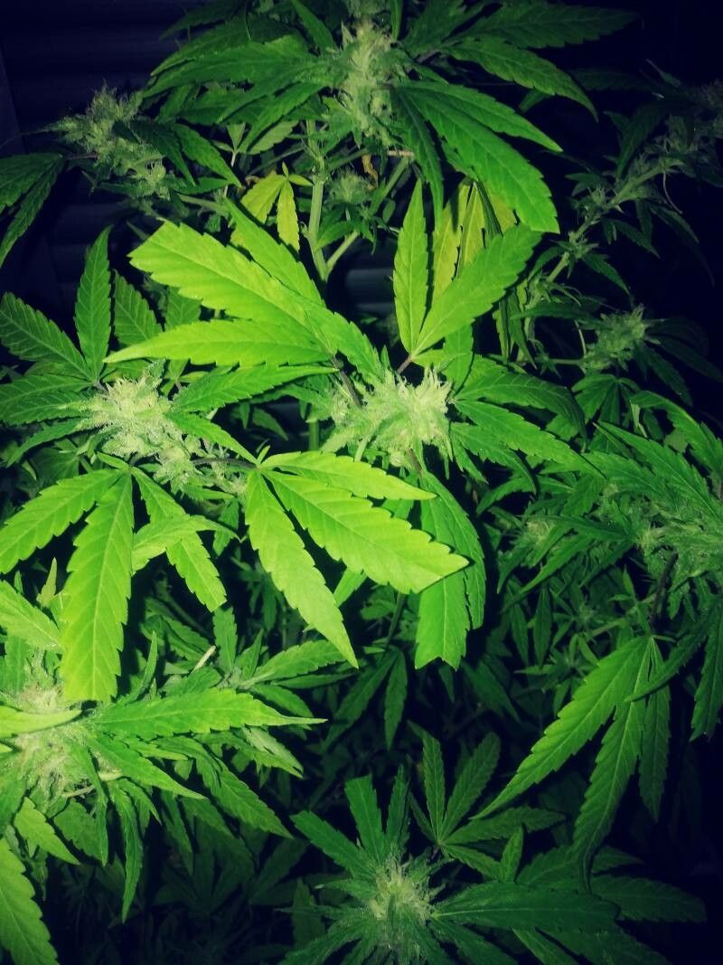 Cannabis indica leaf
