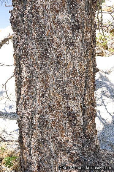 Pinus quadrifolia bark