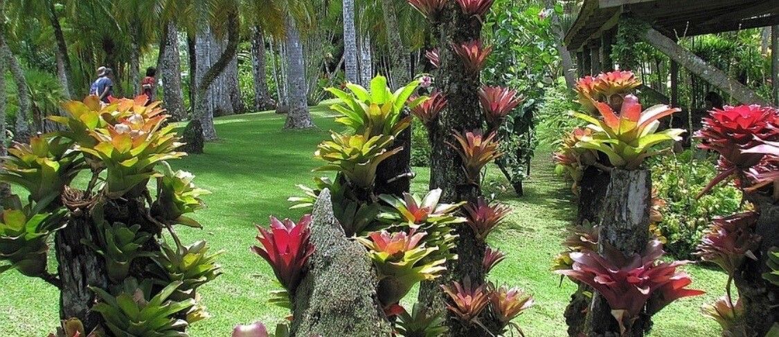 Aechmea mexicana — search result for 'Aechmea'