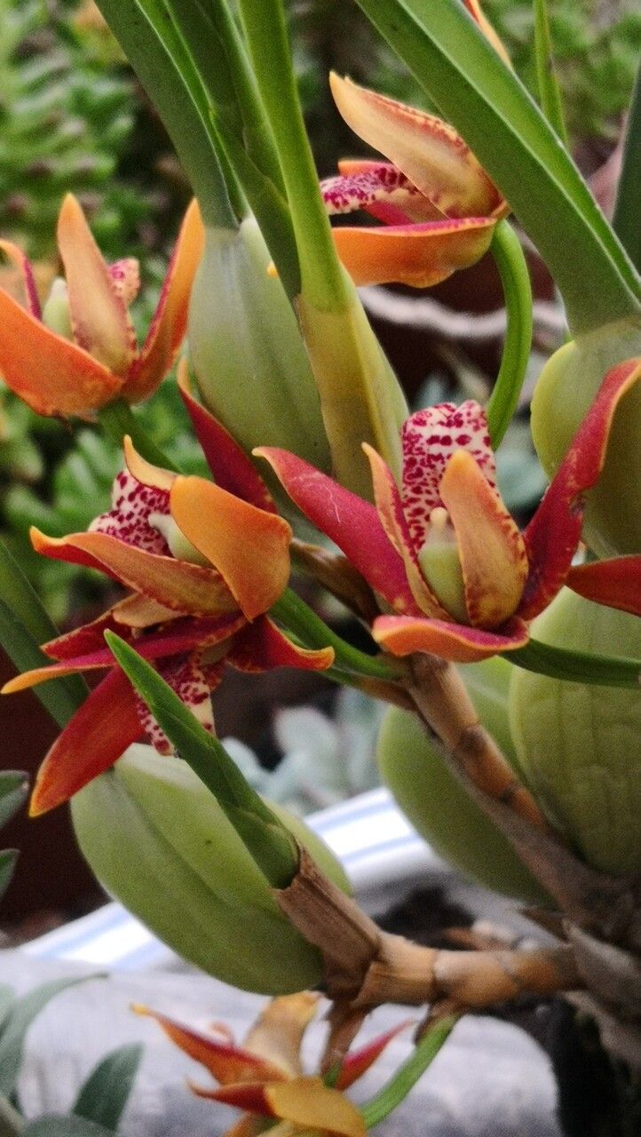 Cymbidium sinense flower