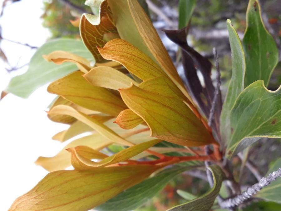 Grevillea exul — search result for 'Grevillea'