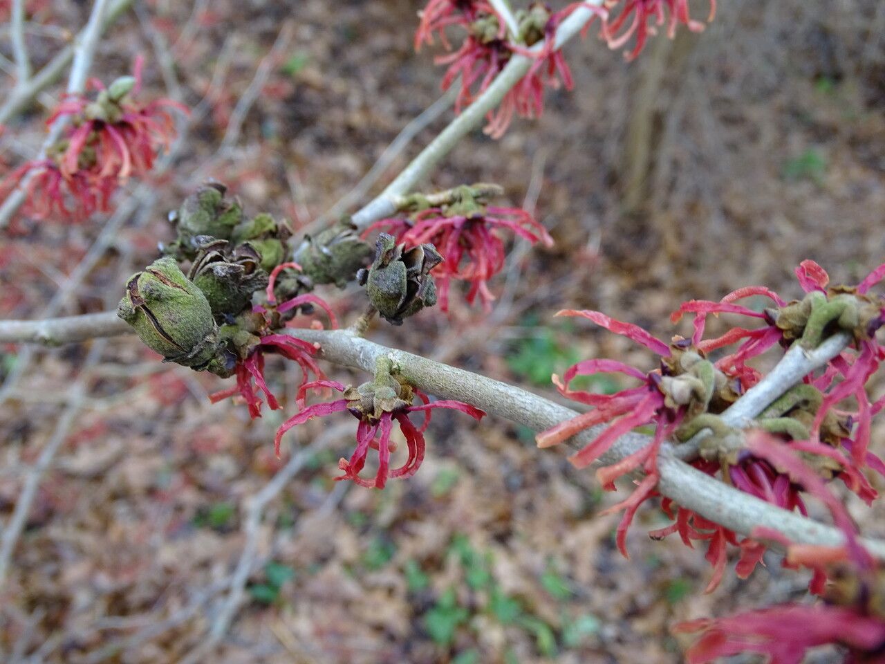 Hamamelis intermedia fruit
