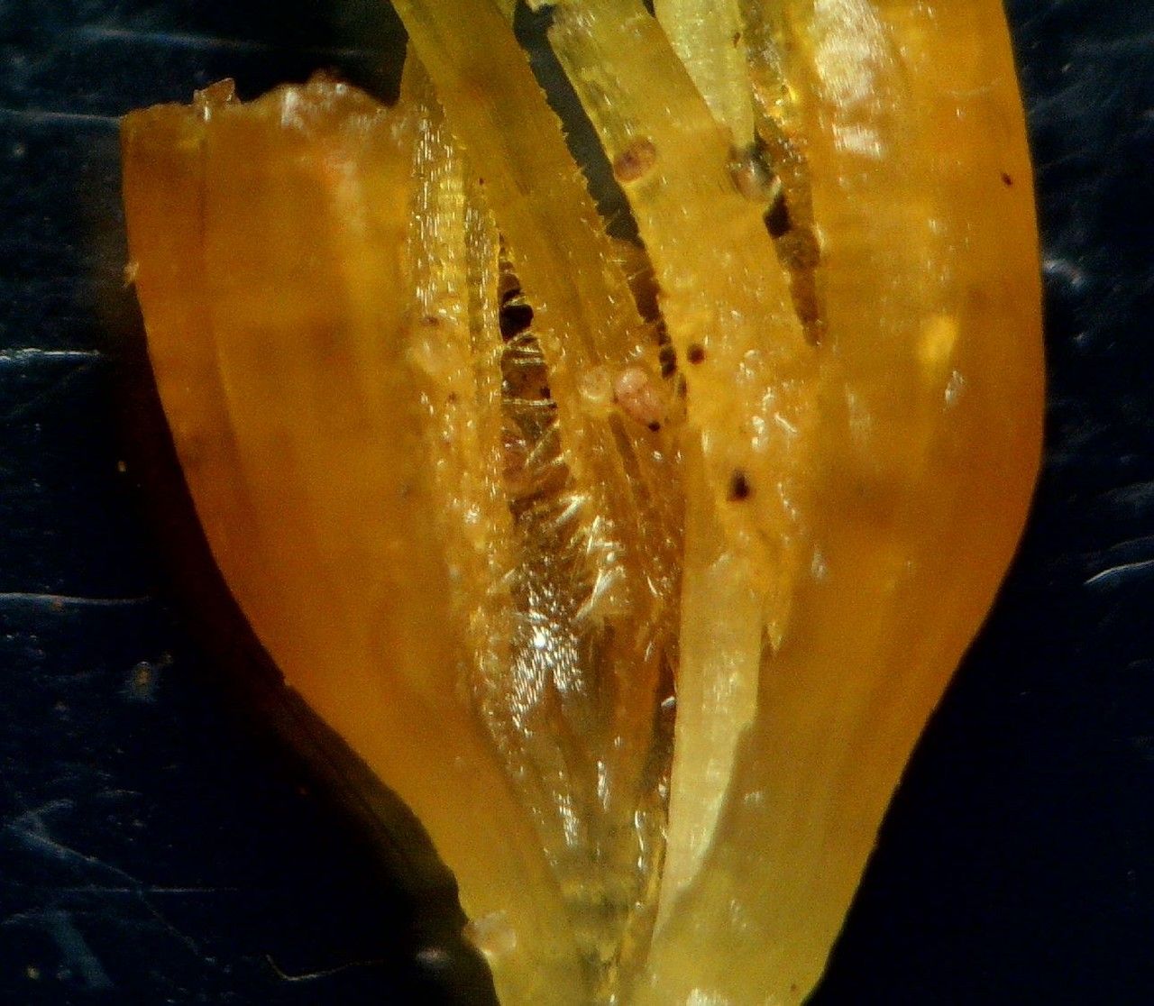 Romulea clusiana fruit