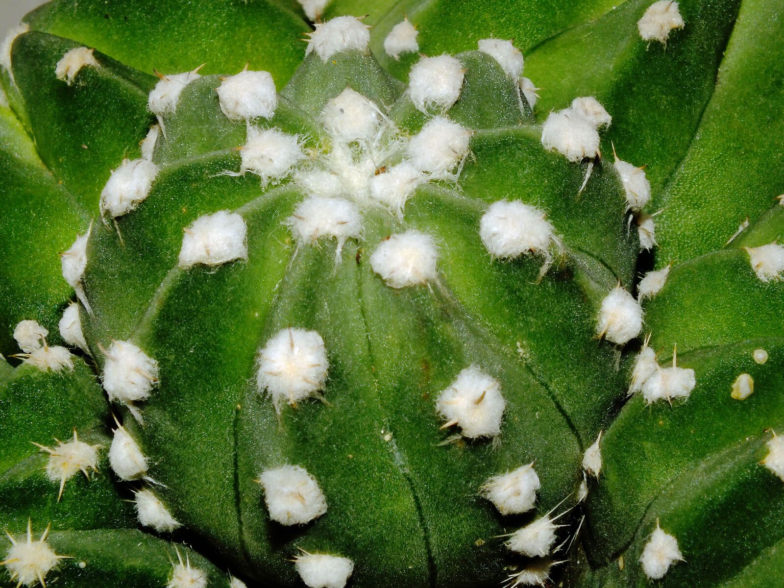 Echinopsis subdenudata leaf