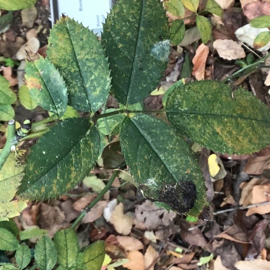 Rosa corymbifera — search result for 'northwest Africa'