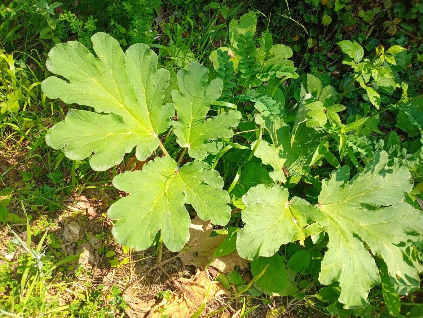 Heracleum platytaenium — search result for 'Heracleum'