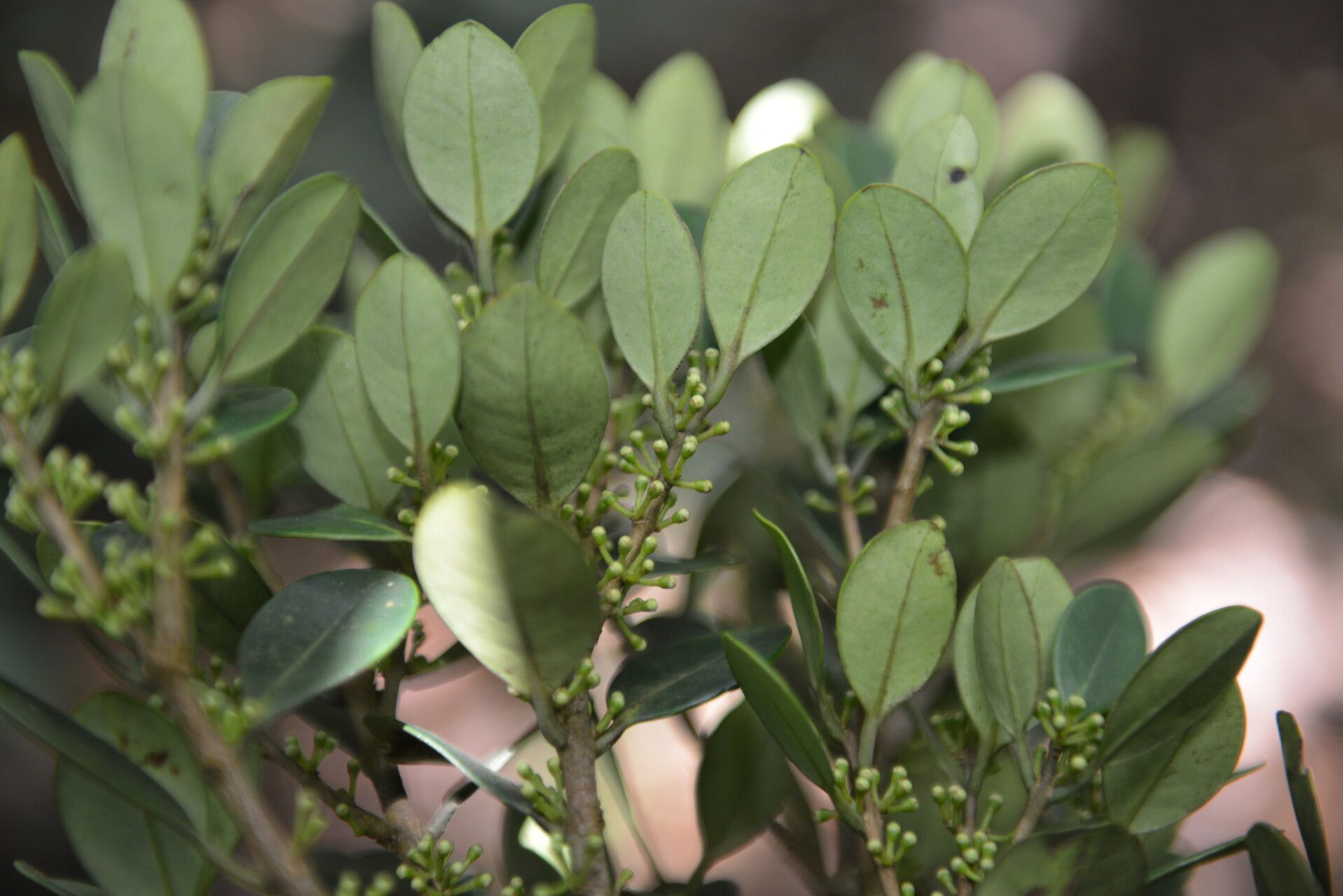 Eugenia cerrocacaoensis habit