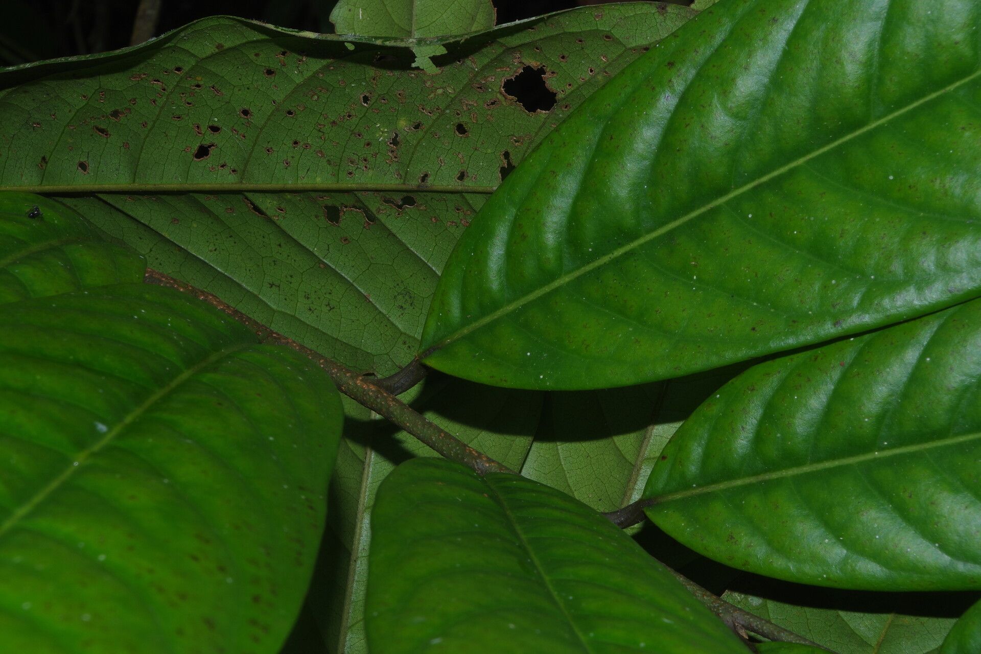Uvariodendron connivens leaf