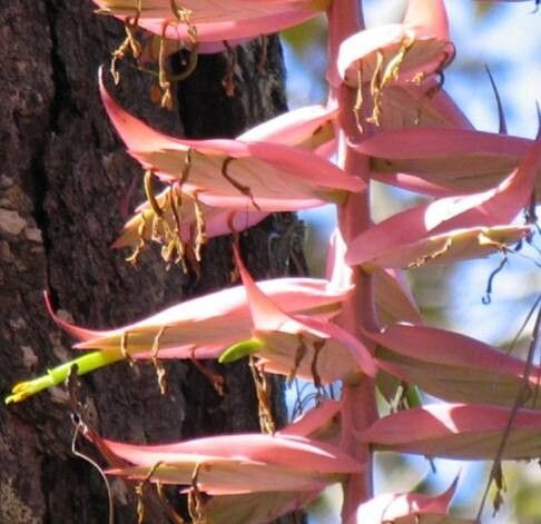 Tillandsia prodigiosa — houseplant care guide