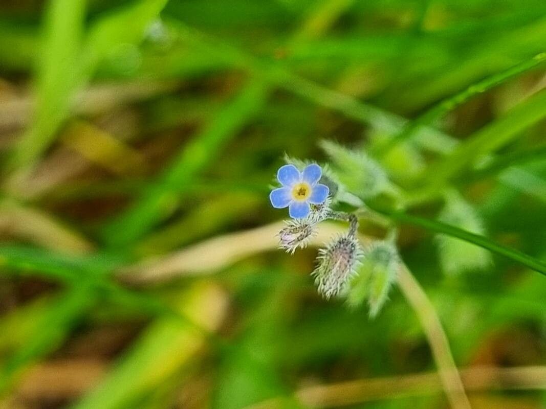 Myosotis × cadevallii — houseplant care guide