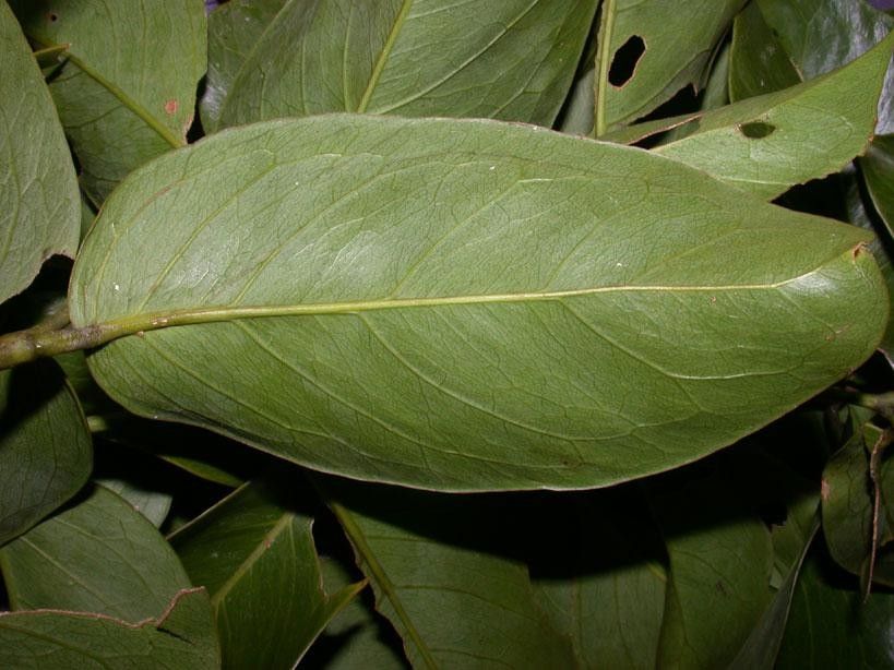 Gnetum leyboldii leaf