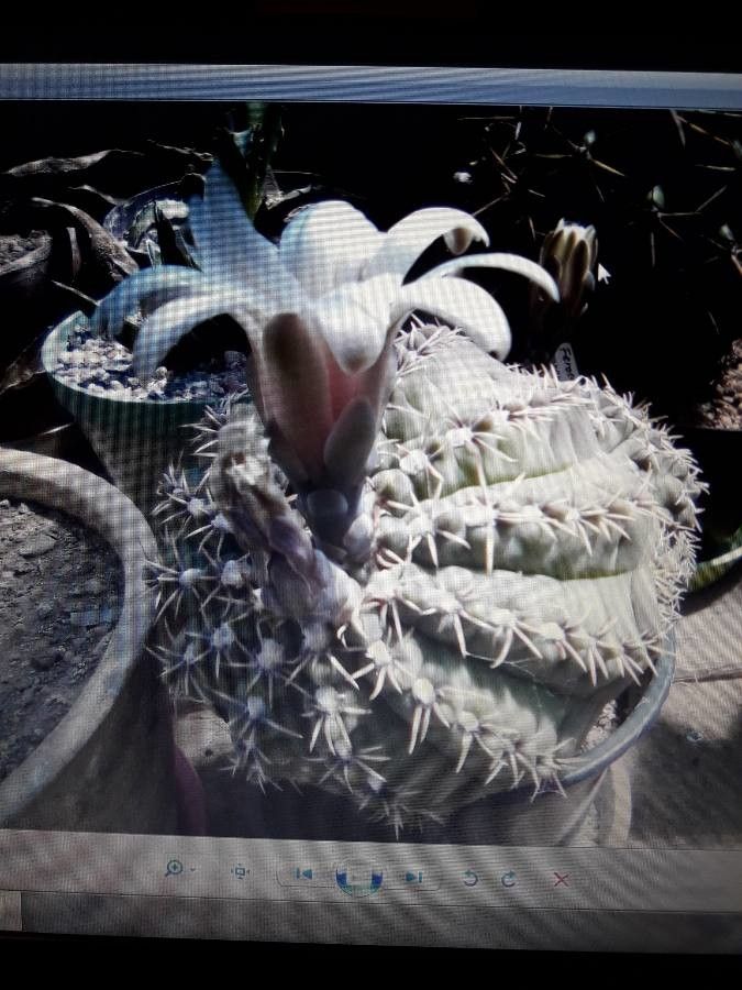 Gymnocalycium quehlianum bark