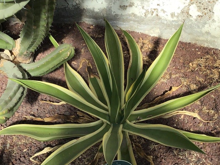 Agave cundinamarcensis leaf