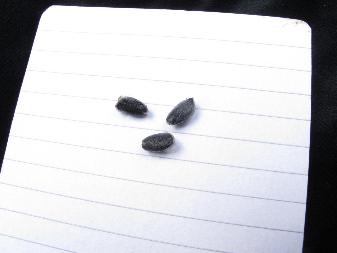 Triosteum himalayanum — related species from the same genus