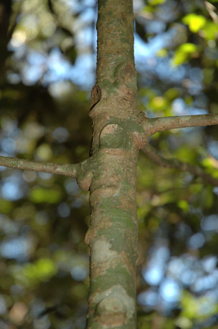Ardisia pauciflora bark