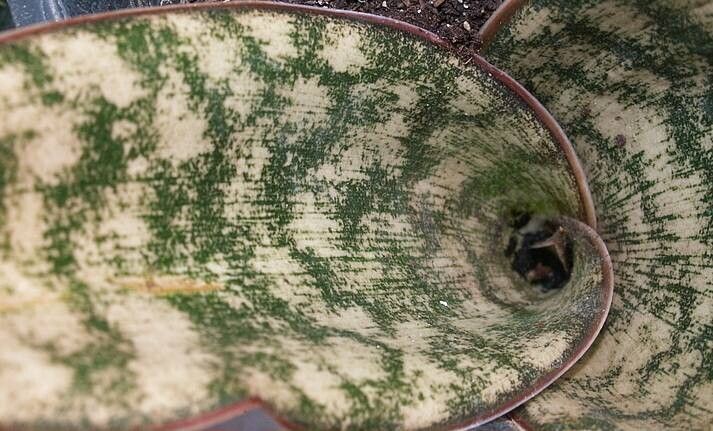 Dracaena vanillosa — houseplant care guide