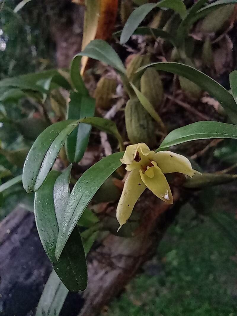 Maxillaria notylioglossa — search result for 'Maxillaria'
