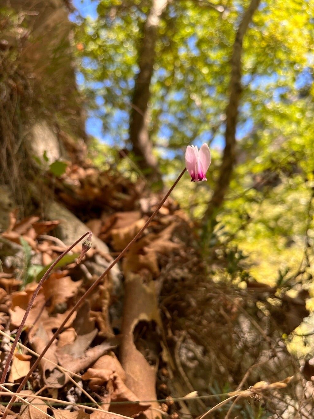 Cyclamen graecum flower