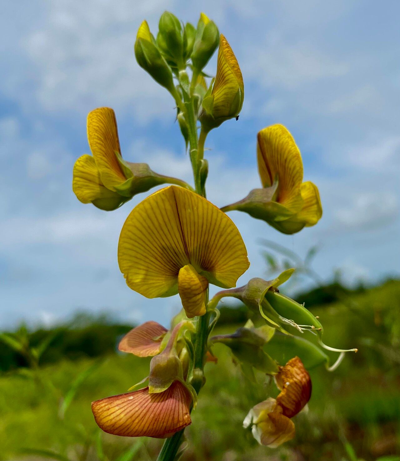 Crotalaria quinquefolia — search result for 'Crotalaria'