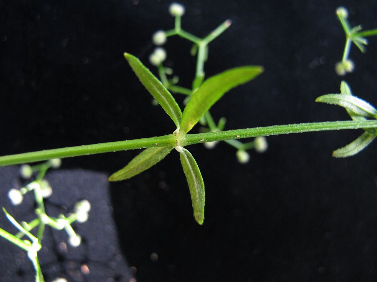 Galium hirtiflorum — houseplant care guide