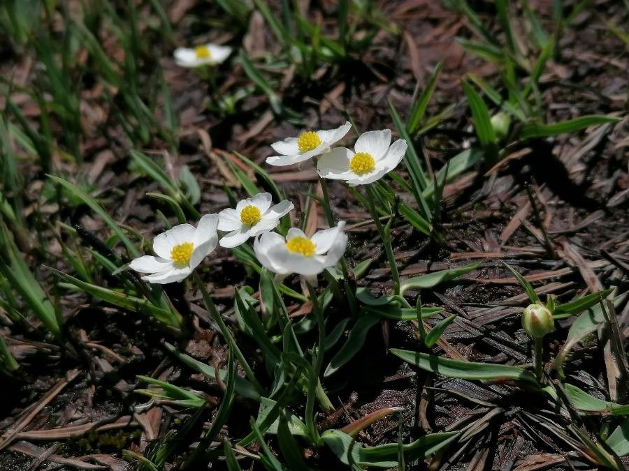 Ranunculus amplexicaulis flower