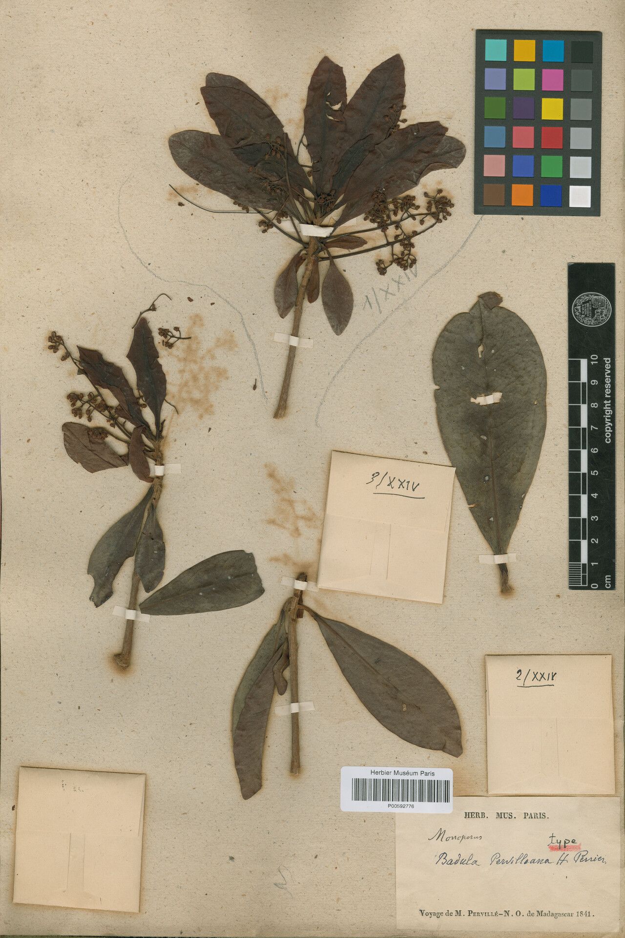 Badula pervilleana — houseplant care guide