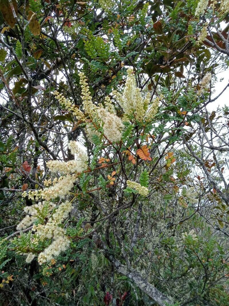 Weinmannia tomentosa habit