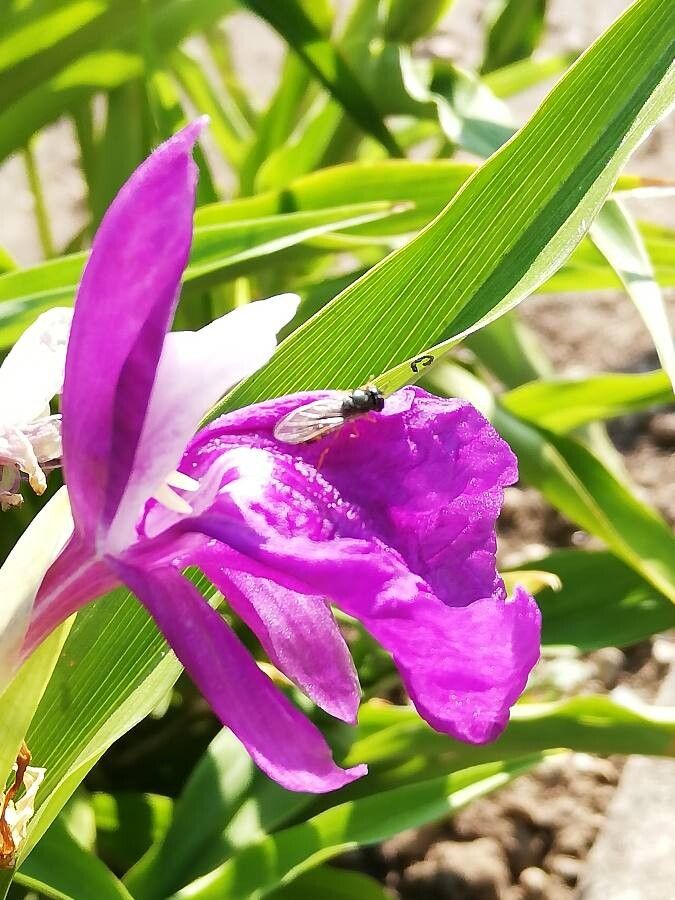Roscoea purpurea flower
