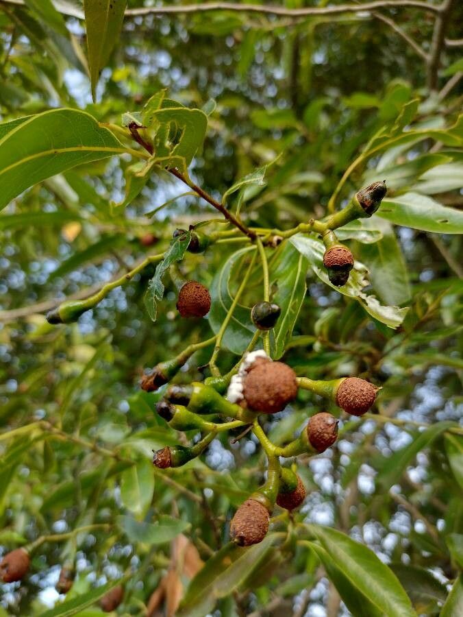 Ocotea diospyrifolia fruit