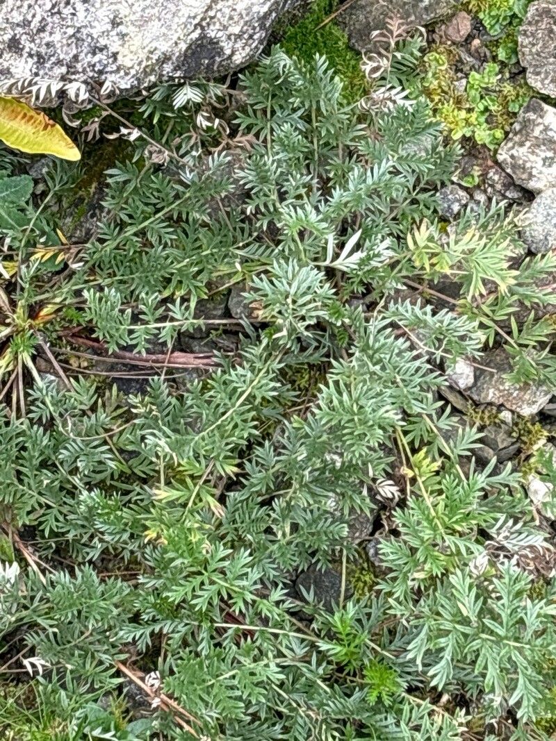 Potentilla multifida — search result for 'Potentilla'