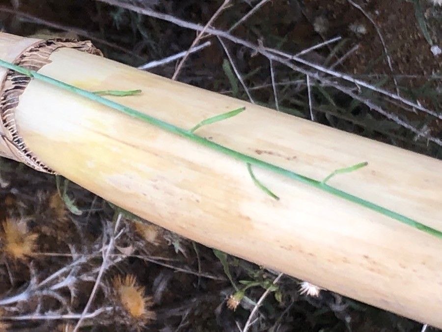 Diplotaxis harra — related species from the same genus