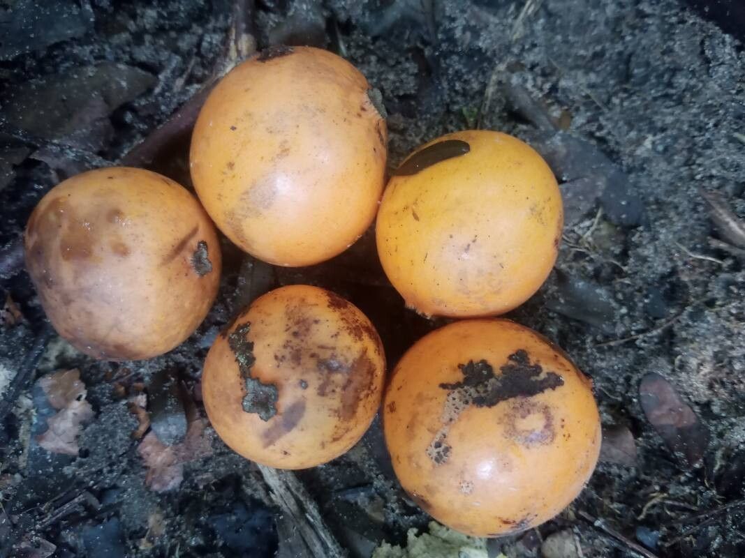 Garcinia epunctata fruit