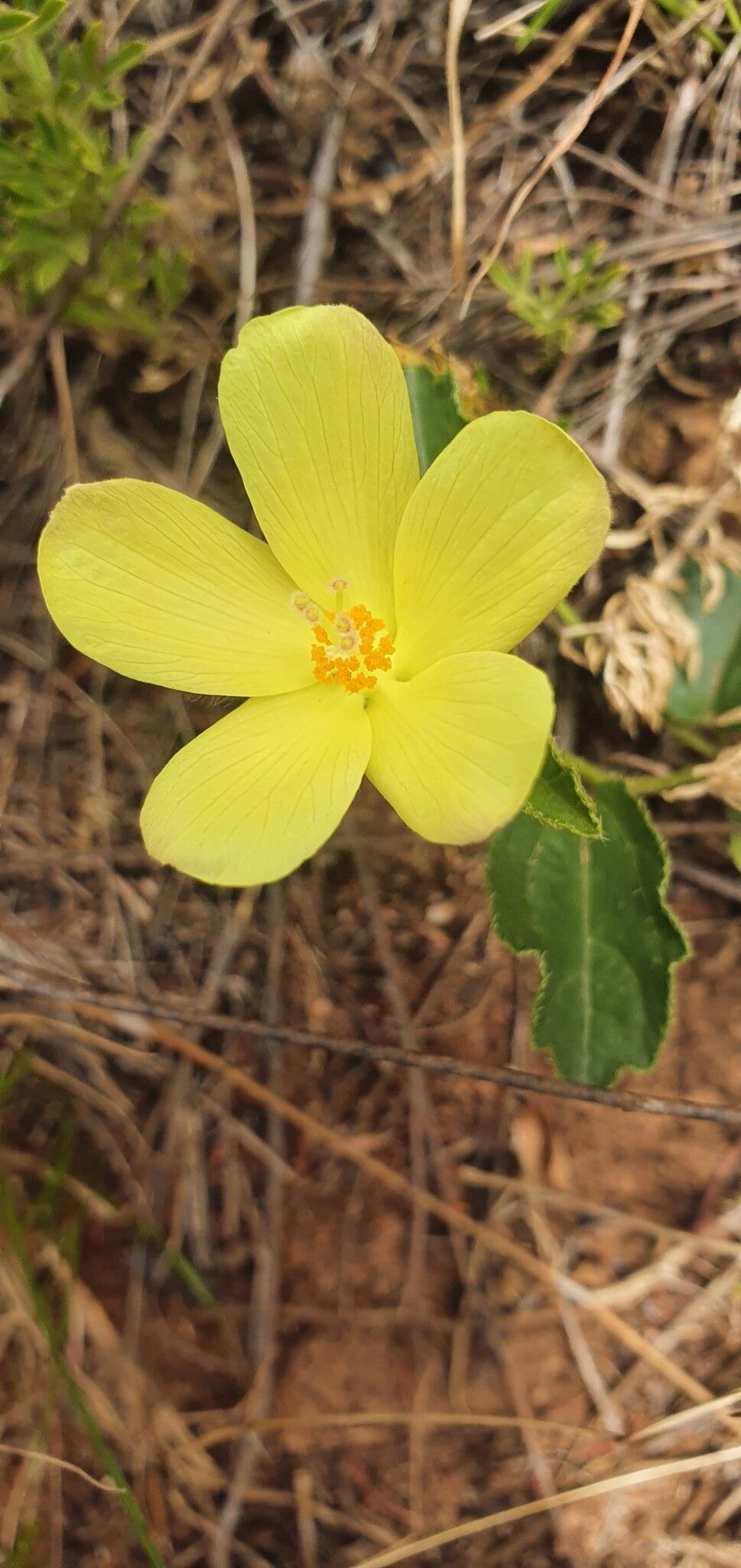 Hibiscus aethiopicus flower