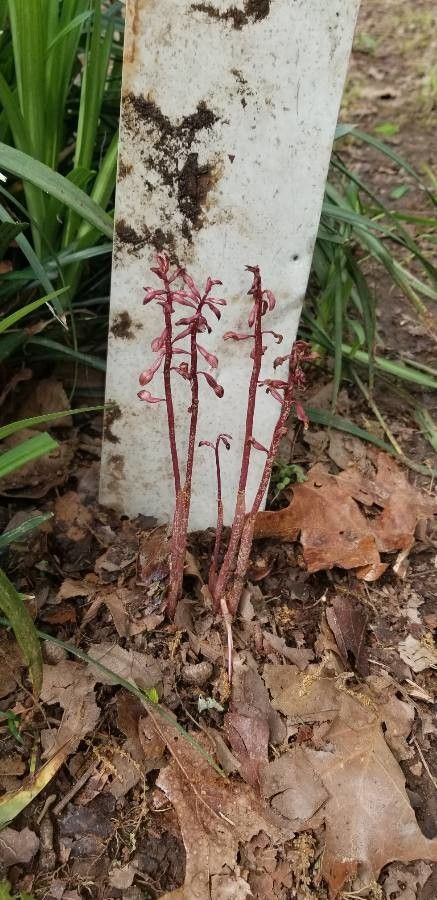 Corallorhiza wisteriana flower