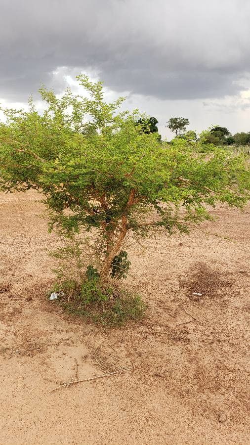 Acacia gourmaensis habit