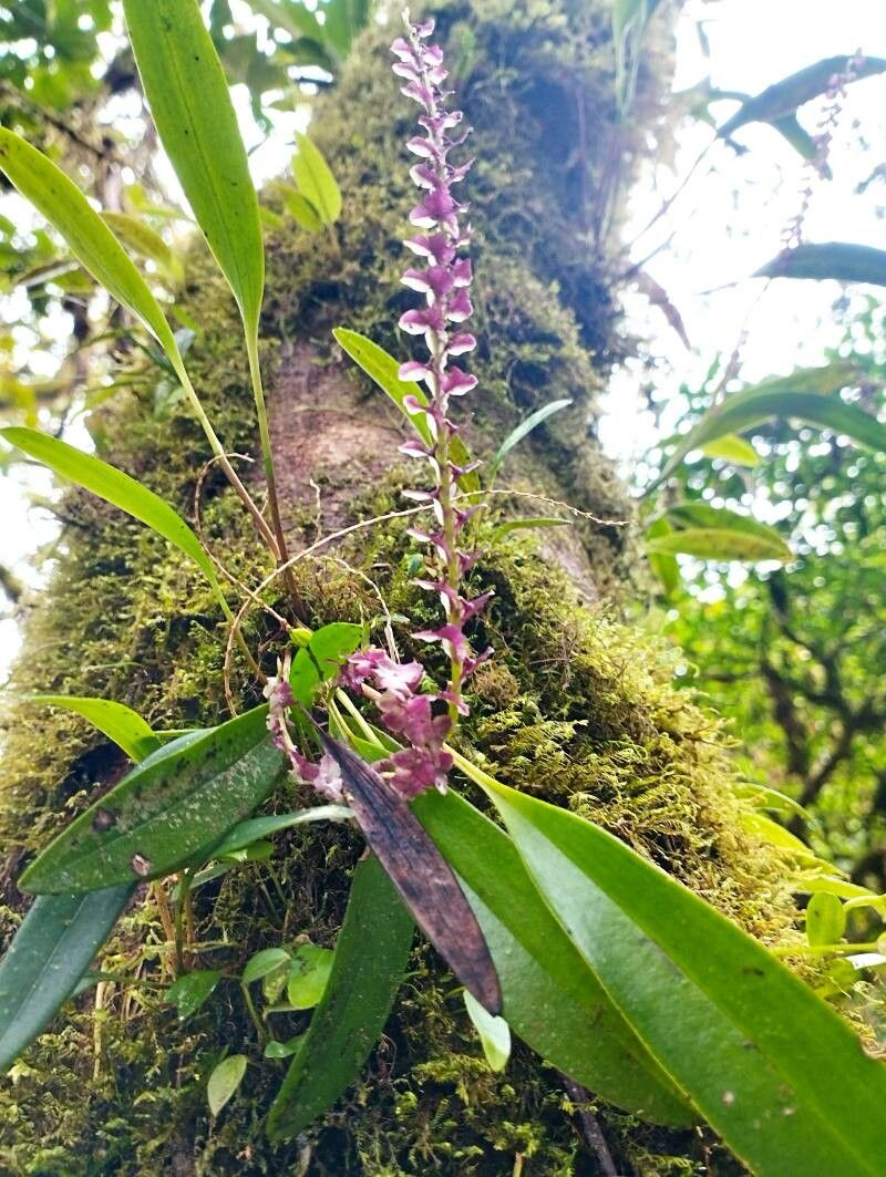 Stelis pardipes leaf