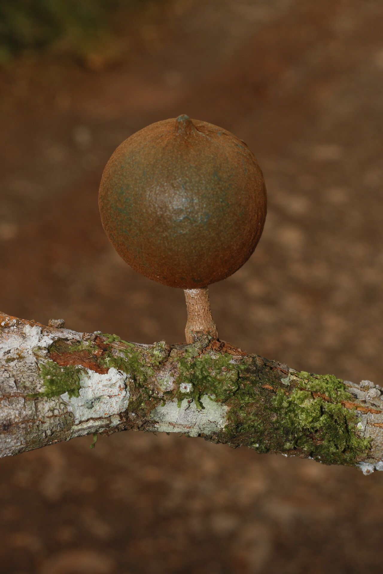 Chrysophyllum colombianum fruit