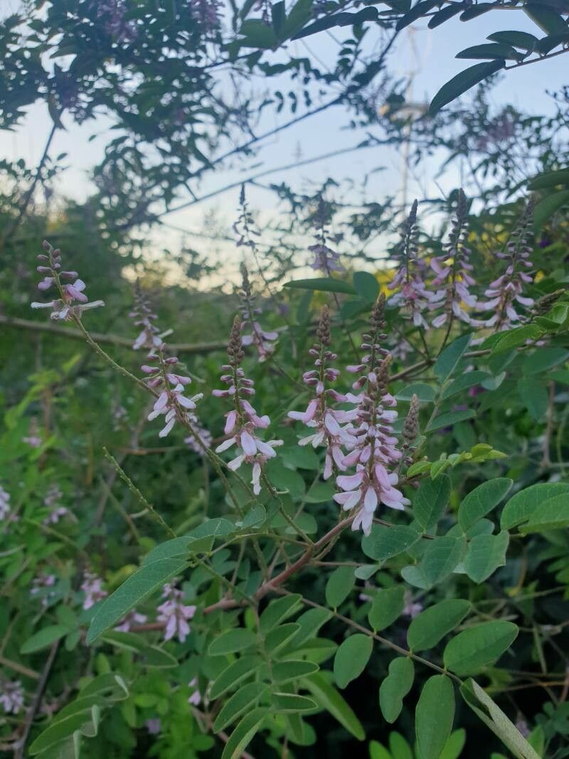 Indigofera amblyantha flower
